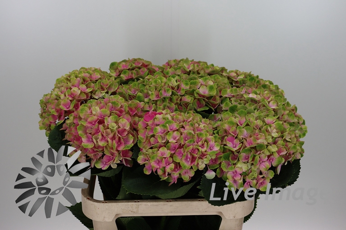 <h4>Hydrangea mag amethyst</h4>