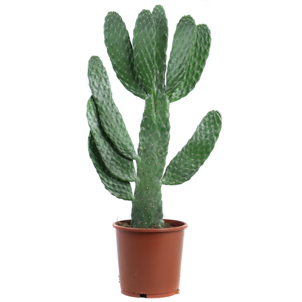 <h4>Opuntia consolea 17 cm</h4>