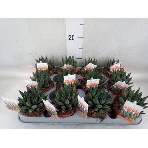 Haworthia   ...