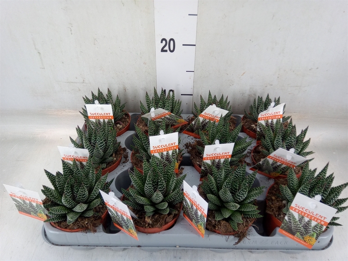 <h4>Haworthia   ...</h4>