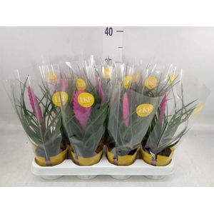 Tillandsia cyanea 'Vincent'