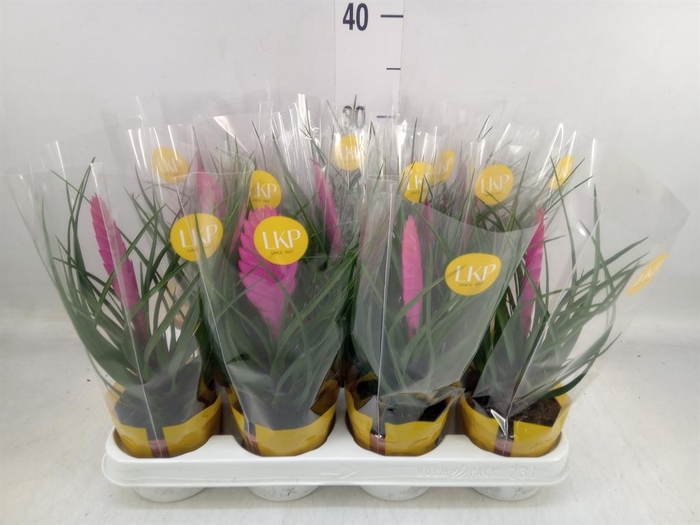 <h4>Tillandsia cyanea 'Vincent'</h4>