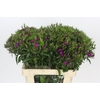 Dianthus Br Amazon Neon Purple