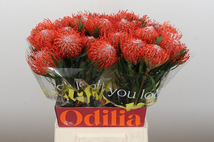 <h4>Nutans Tango</h4>