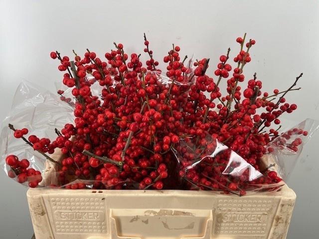 <h4>ILEX VE RODE BES</h4>