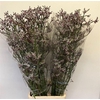 Anigozanthos Lilac Queen
