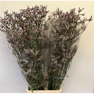 Anigoz Lilac Queen