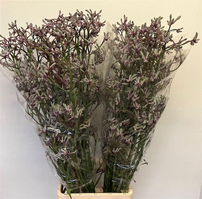 <h4>Anigoz Lilac Queen</h4>
