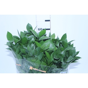 FOLHAGEM RUSCUS 060 CM