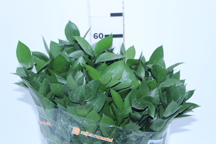 FOLHAGEM RUSCUS 060 CM