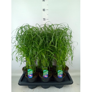 Cyperus alternifolius