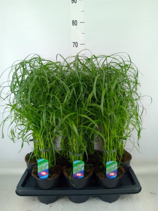 <h4>Cyperus alternifolius</h4>
