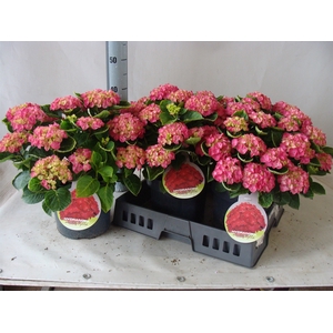 Hydrangea mac.