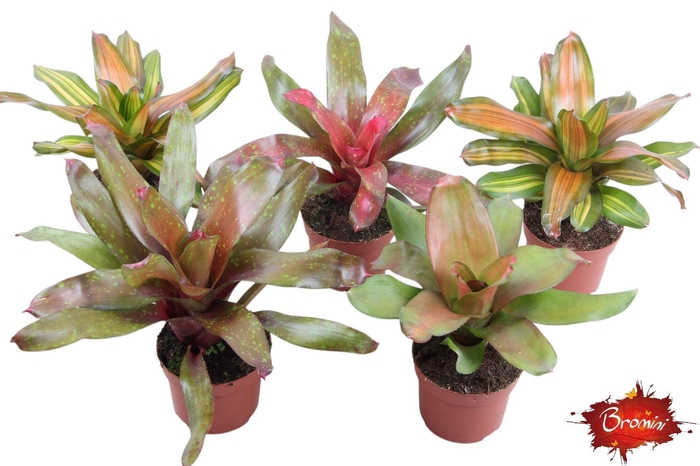 <h4>Neoregelia gemengd</h4>