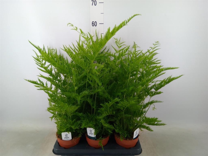 <h4>Pteris straminea</h4>