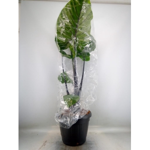Alocasia   ...