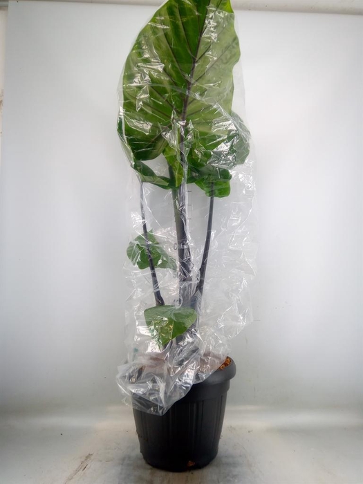 <h4>Alocasia   ...</h4>