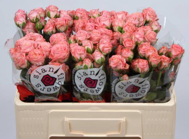 <h4>R TR AMAZING MAGIC</h4>