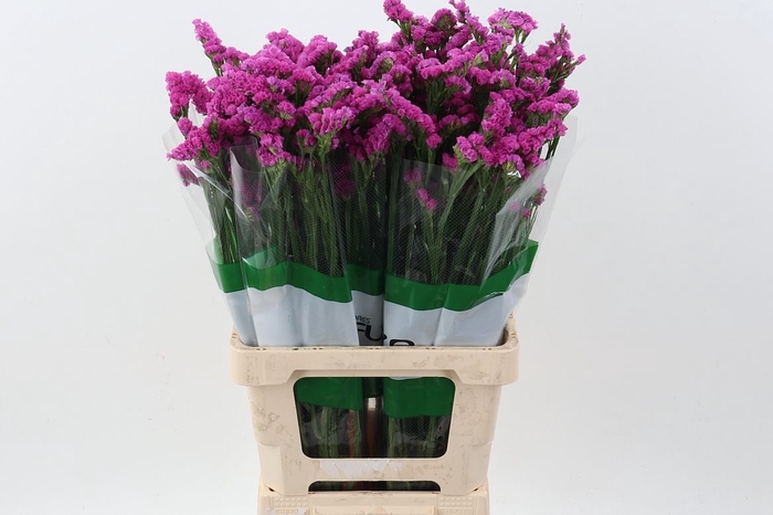 <h4>Limonium sinuatum 'Heart Wings'</h4>