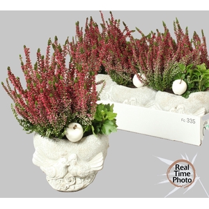 ARR TUINPLANTEN