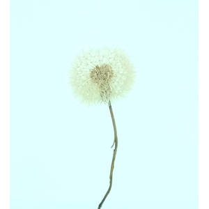 Dried Bleached Dandelion Regular Rose