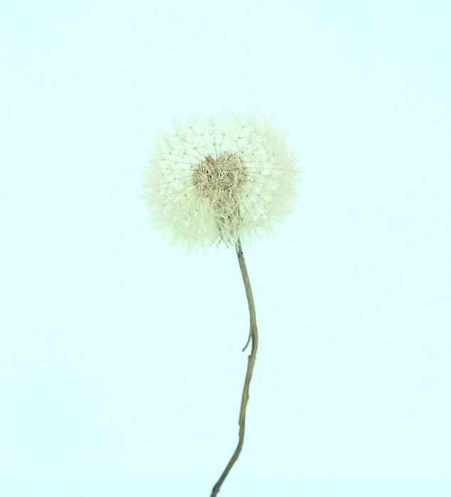 <h4>Dried Bleached Dandelion Regular Rose</h4>