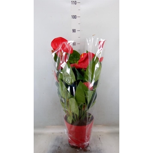 Anthurium andr. 'Oklahoma'