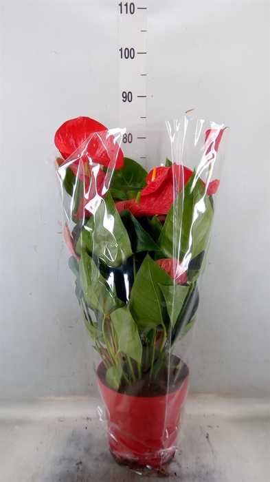 <h4>Anthurium andr. 'Oklahoma'</h4>