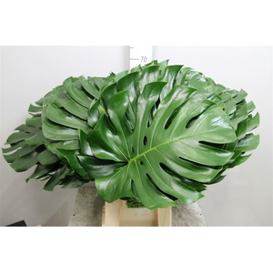 Monstera Blad 45cm