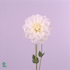 Dahlia White Ballet