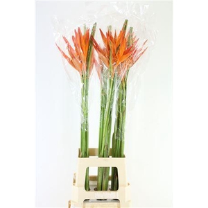 HEL OPAL ORANGE (RD)*