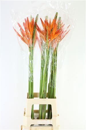 <h4>HEL OPAL ORANGE (RD)</h4>