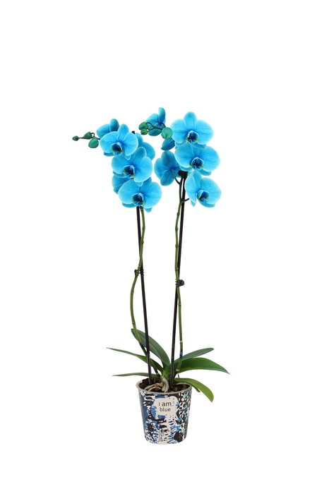 <h4>Potcover I Am Blue Phal I Am Ocean Blue 2T14+</h4>