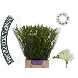 Freesia du Belleville