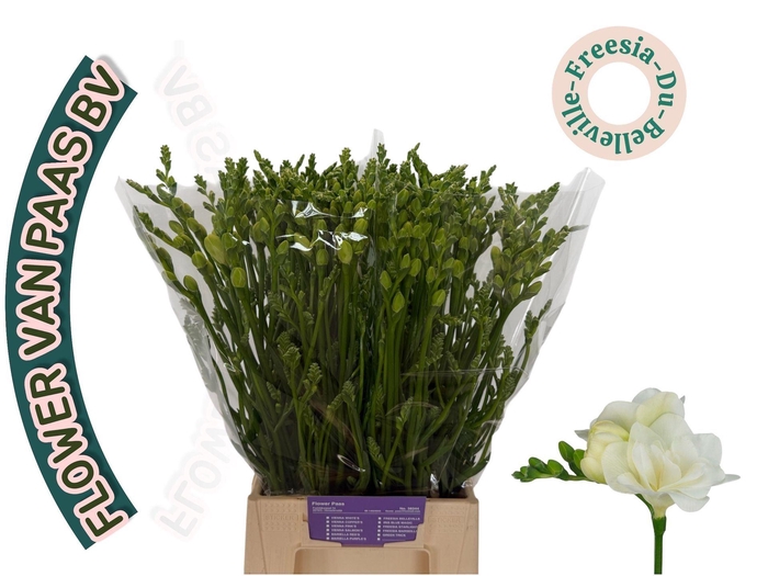 <h4>Freesia du Belleville</h4>