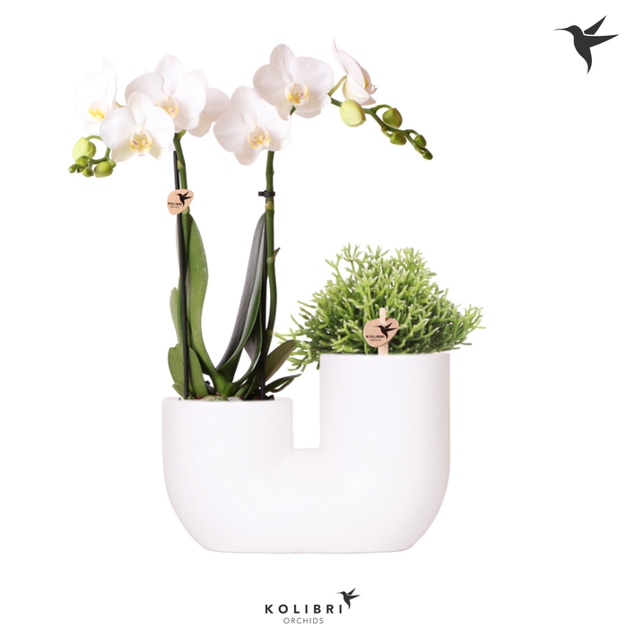 <h4>Phal Kolibri Wit 2 Tak Keramiek Tube White</h4>