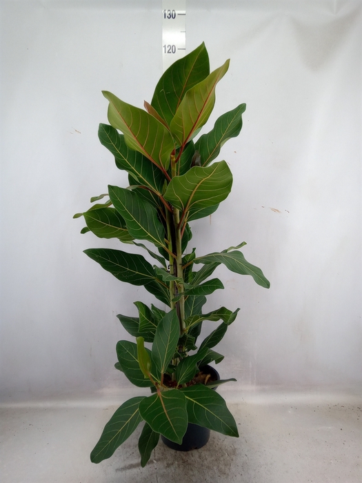 <h4>Ficus benghalensis 'Joy'</h4>