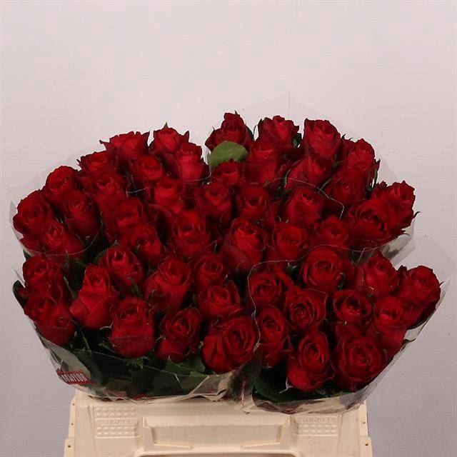 <h4>ROSA GR 'MADAM RED'</h4>