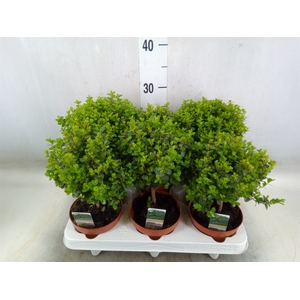 Myrsine africana