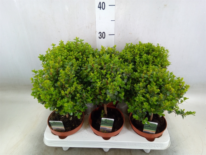 <h4>Myrsine africana</h4>
