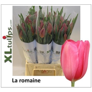 TU EN LA ROMAINE