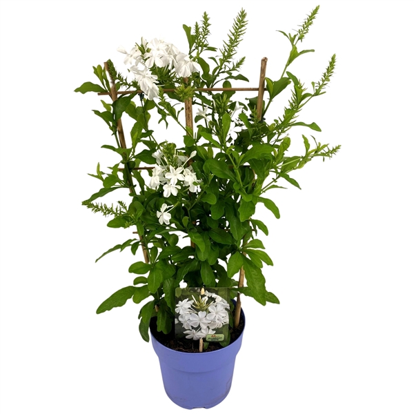 <h4>Plumbago WIT P19 REK</h4>