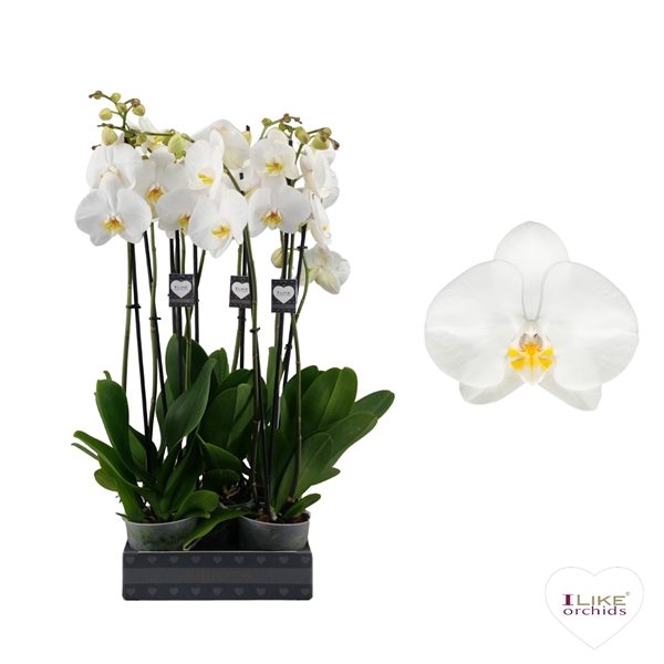 <h4>Phalaenopsis Oxford - 2 tak 70cm</h4>