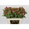 Protea Robijn
