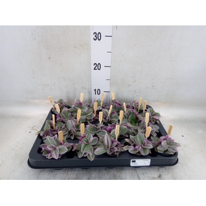 Tradescantia cerinth. 'Sweetness'