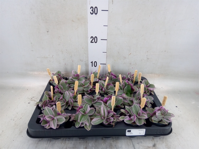 <h4>Tradescantia cerinth. 'Sweetness'</h4>