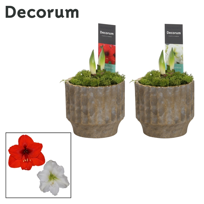 <h4>Hippeastrum Mix 2 Knop in Ompot Jane(Decorum)</h4>