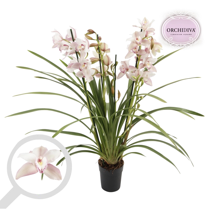 <h4>Cymbidium licht roze 4 tak</h4>