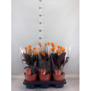 Calathea crocata