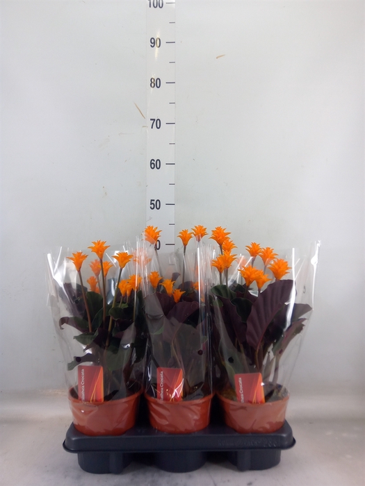 <h4>Calathea crocata</h4>